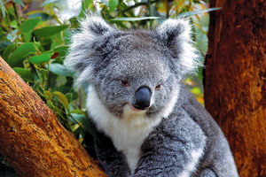 Australie - Agence de voyages Asia